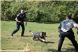 K9 DEMO 1