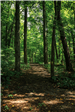 SilverSprings-Wooded Trail