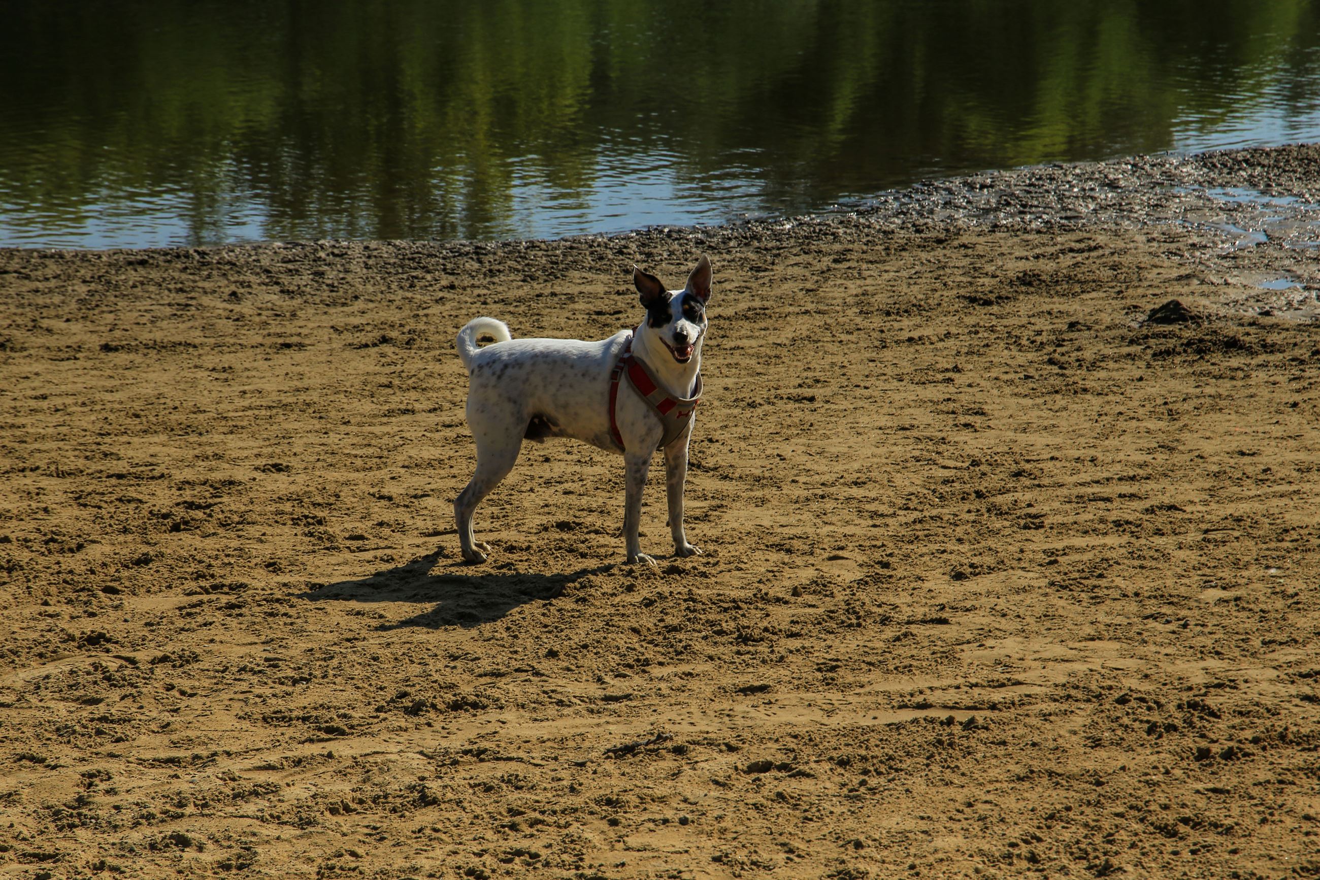 Dog at Bow Wow Beach