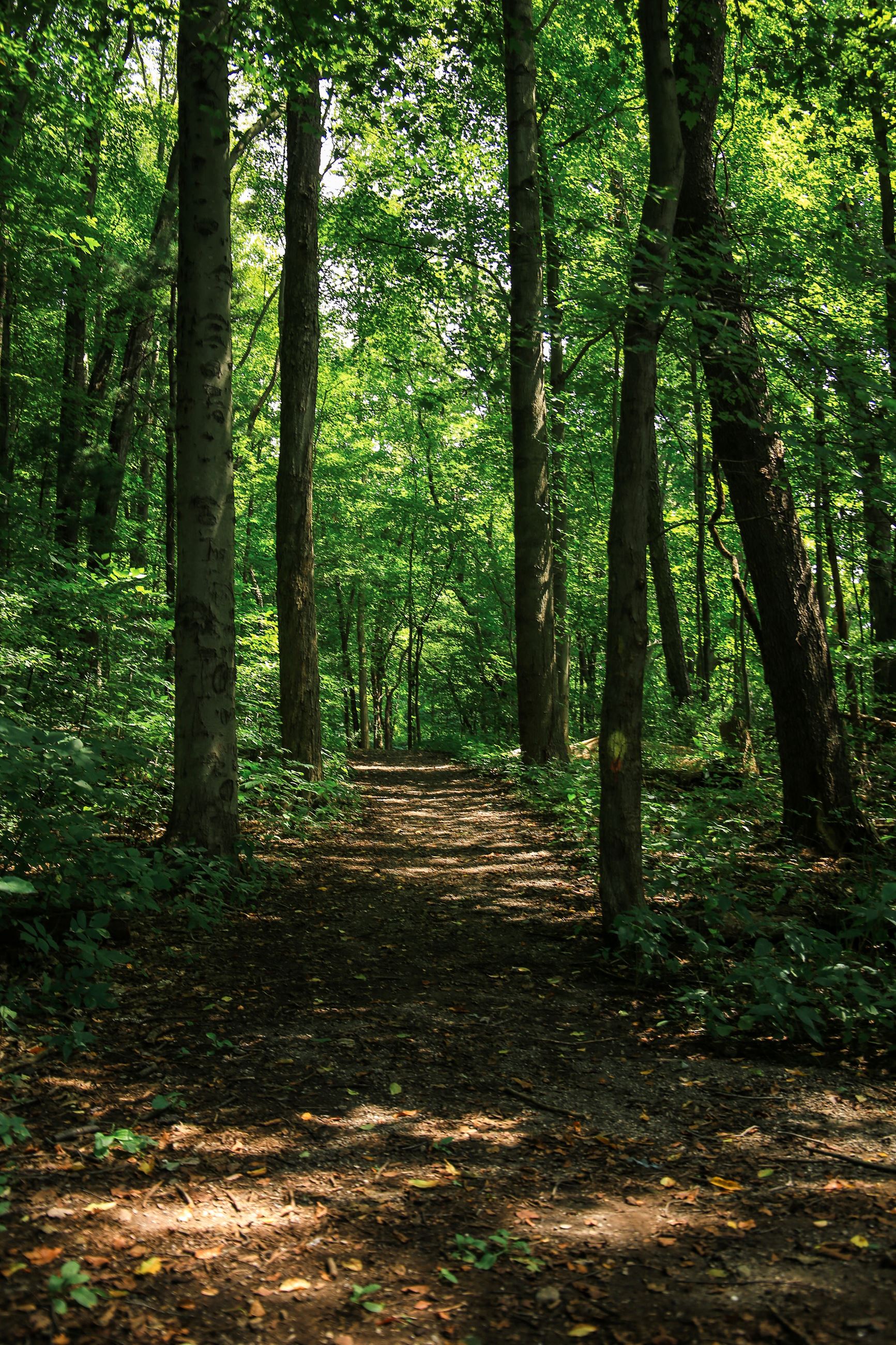 SilverSprings-Wooded Trail